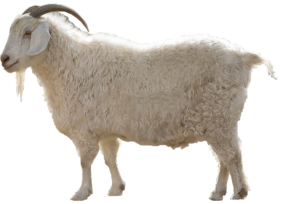 Australian Cashmere Goat